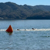 すさきオープンウォータースイミングでゴール前を泳ぐ様子